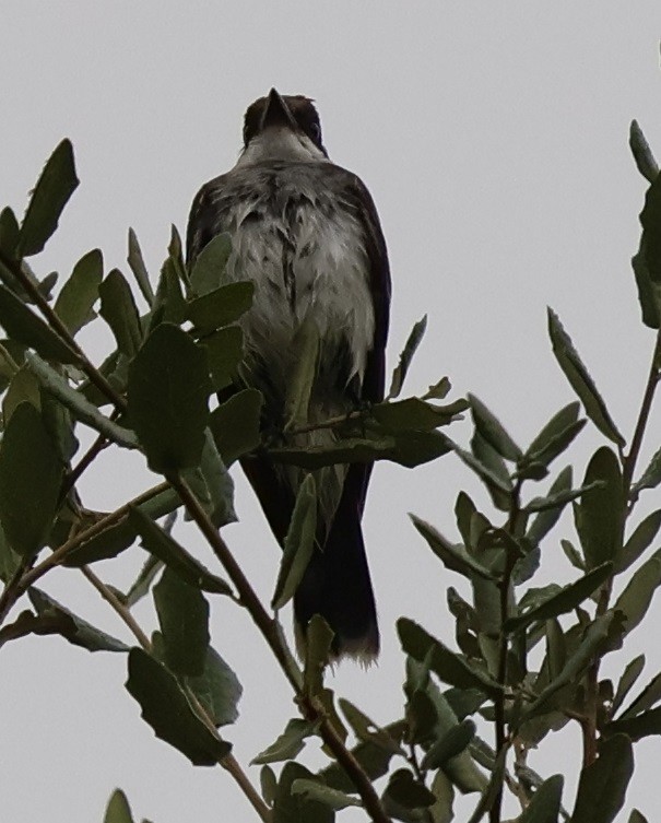 Eastern Kingbird - ML644112717
