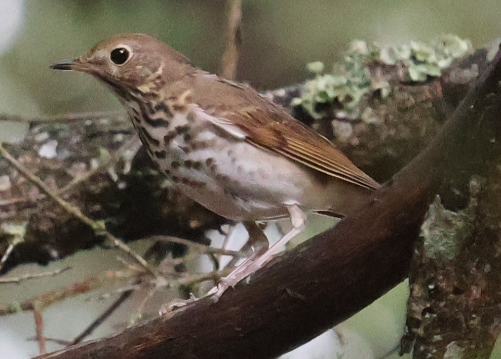 Hermit Thrush - ML644112727