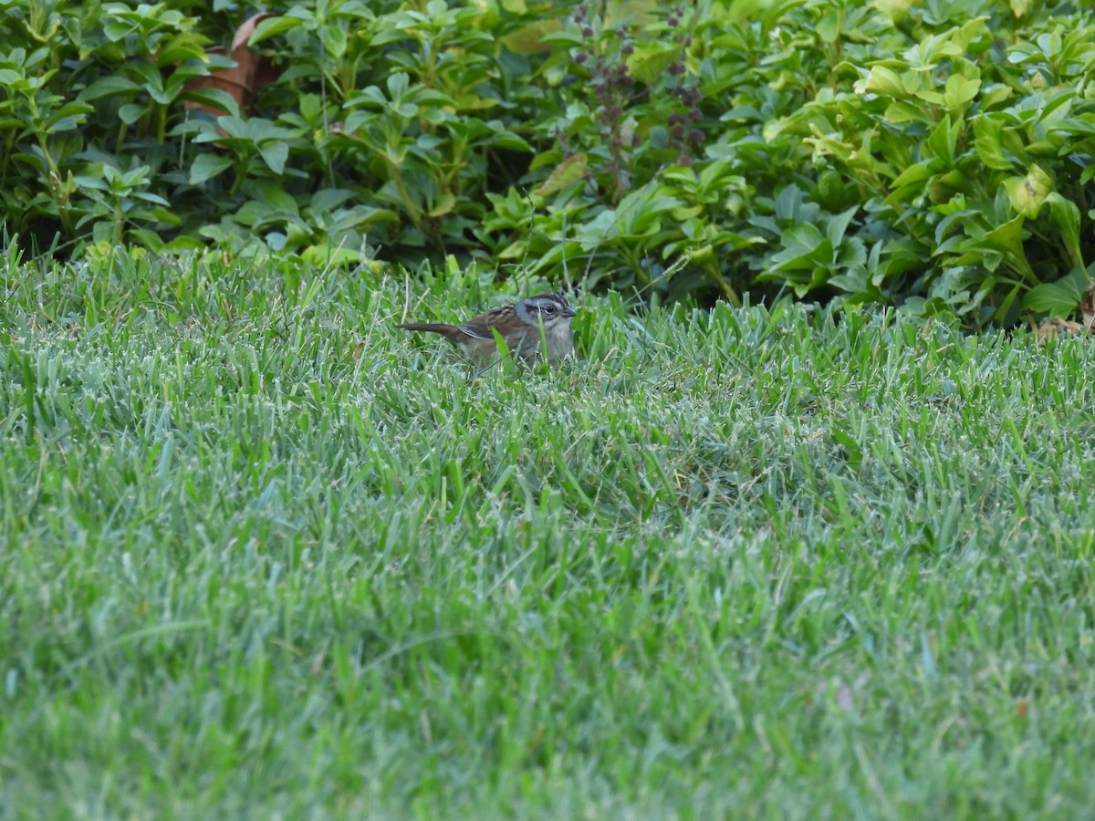 Swamp Sparrow - ML644112733