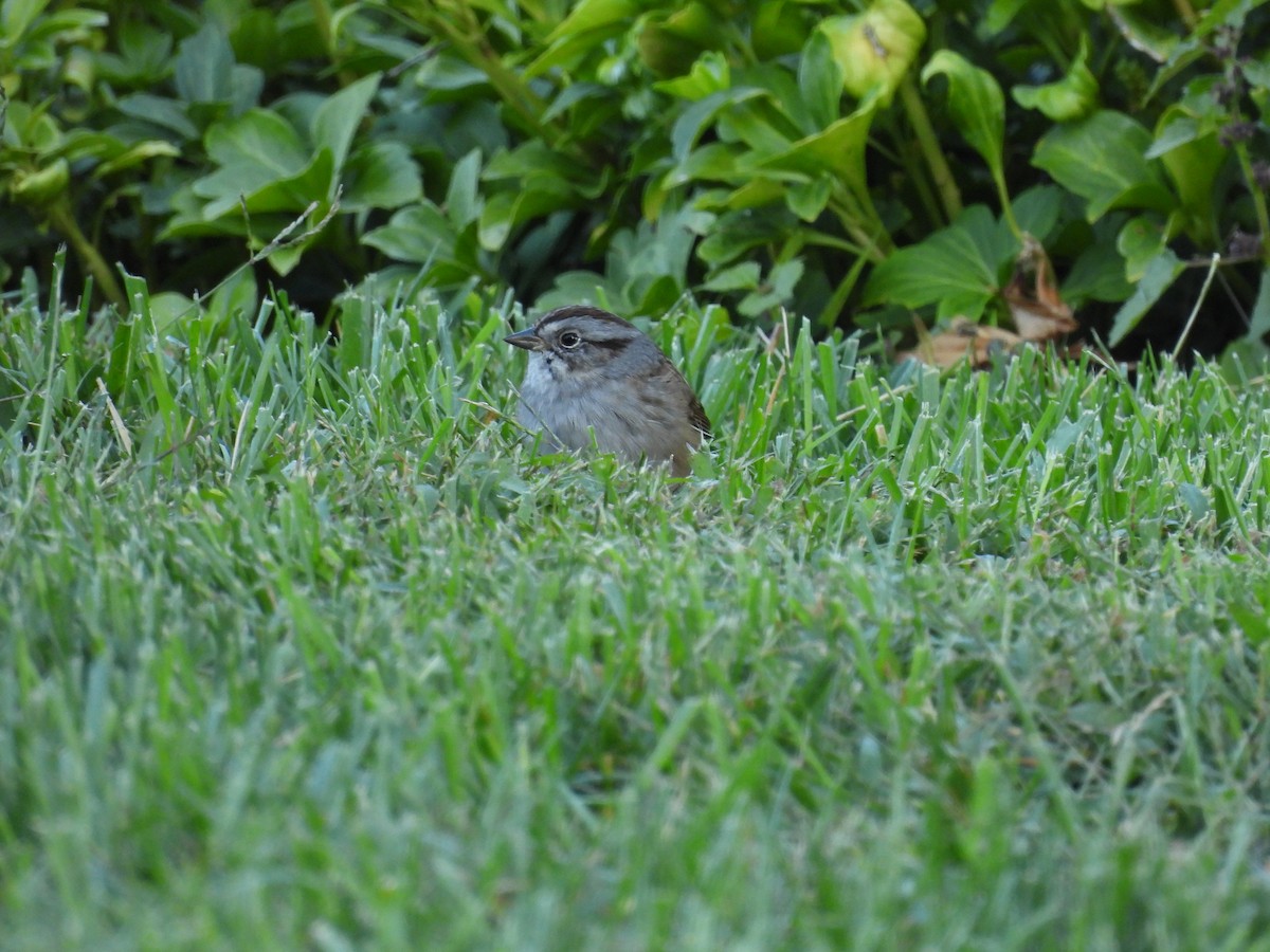 Swamp Sparrow - ML644112734