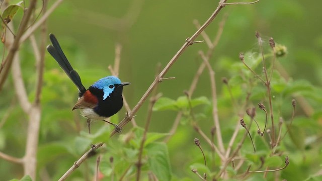 Разноцветный малюр - ML644112739