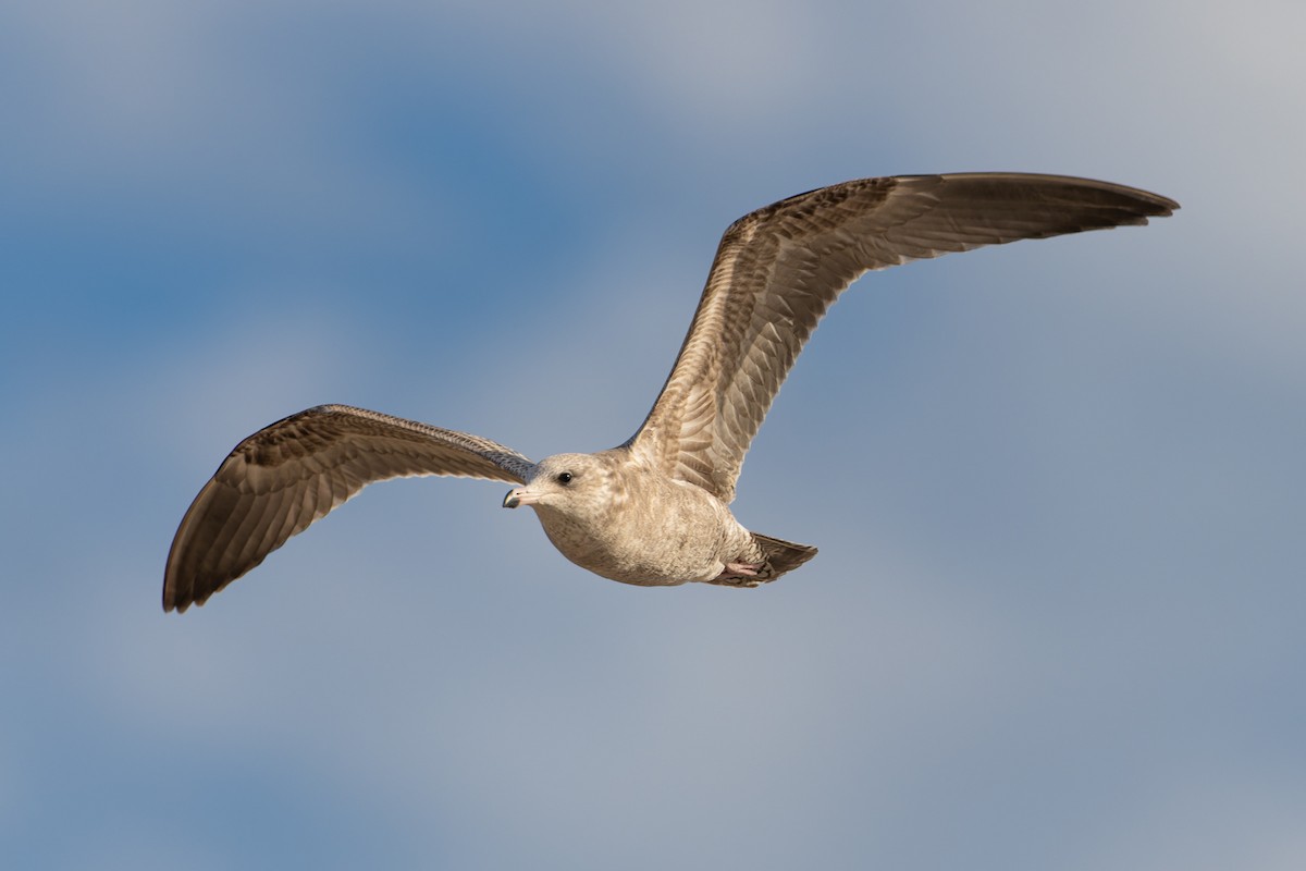 Western Gull - ML644112761