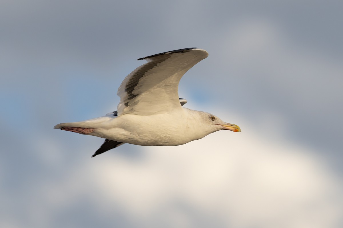 Western Gull - ML644112762