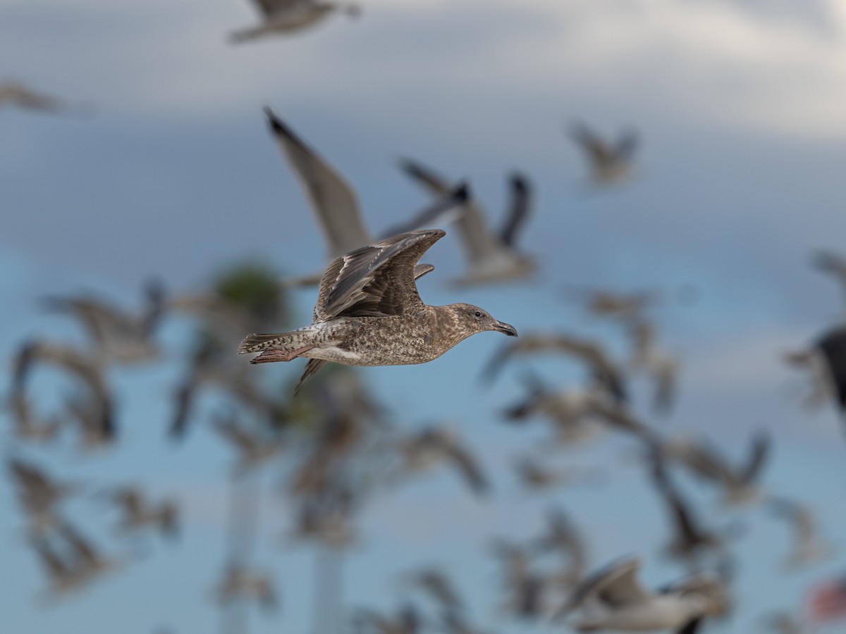 Western Gull - ML644112763