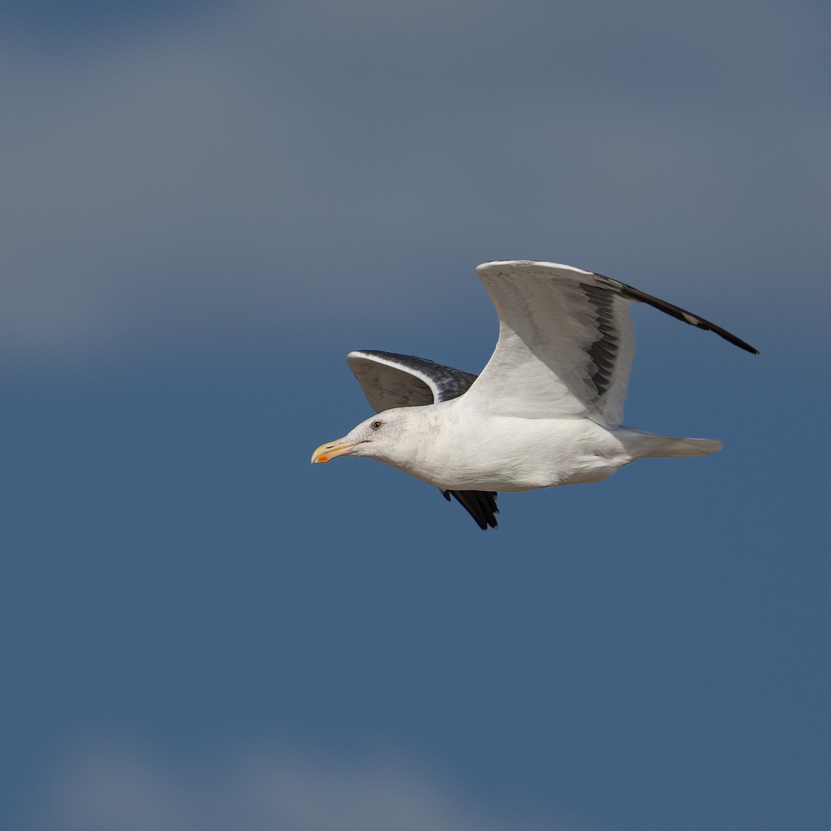 Western Gull - ML644112764
