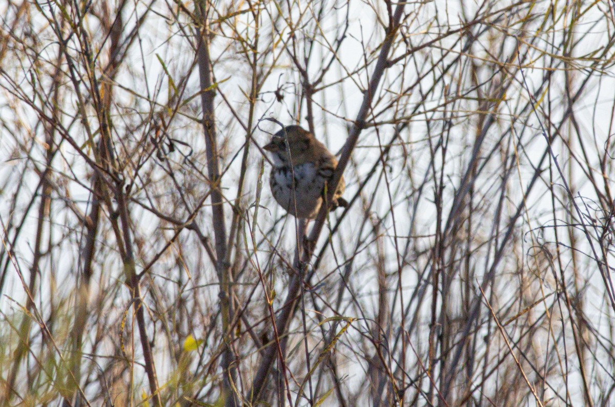 Harris's Sparrow - ML644112768