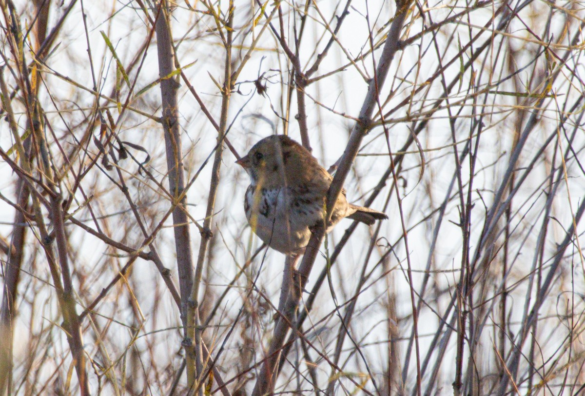 Harris's Sparrow - ML644112769