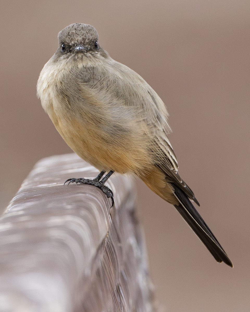 Say's Phoebe - ML644112784