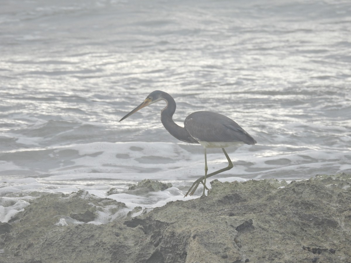 Tricolored Heron - ML644112787