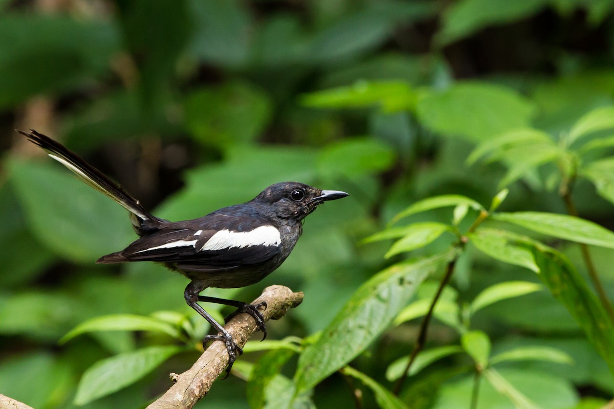 Oriental Magpie-Robin (Black) - ML644112800