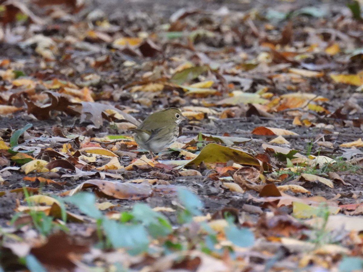 Ovenbird - ML644112811