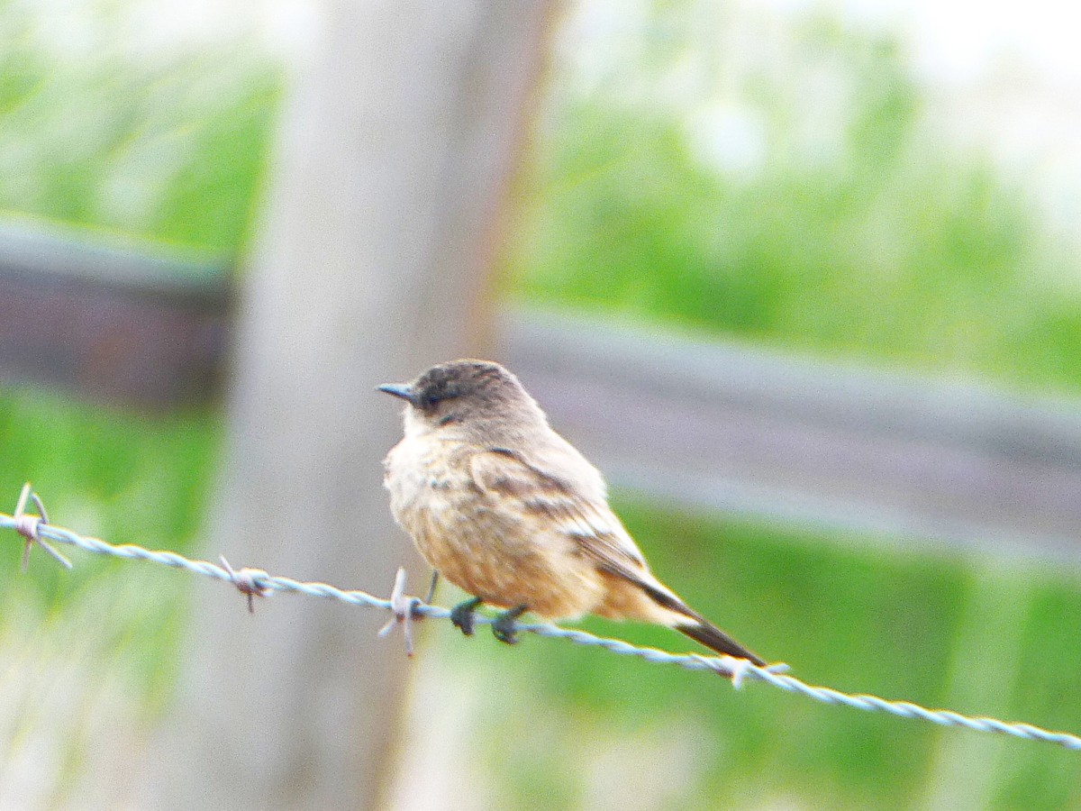 Say's Phoebe - marc  breuninger