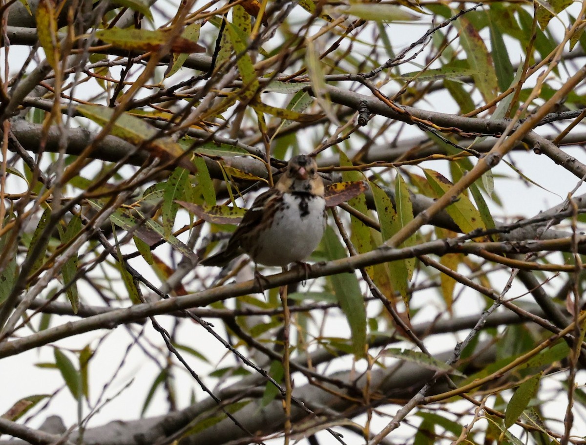 Harris's Sparrow - ML644112815