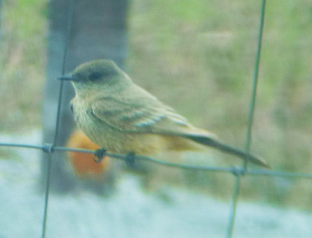 Say's Phoebe - marc  breuninger