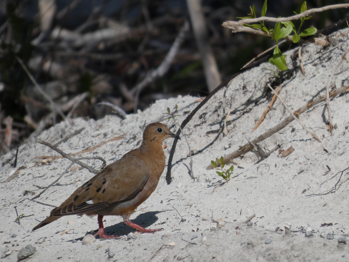Zenaida Dove - ML644112821