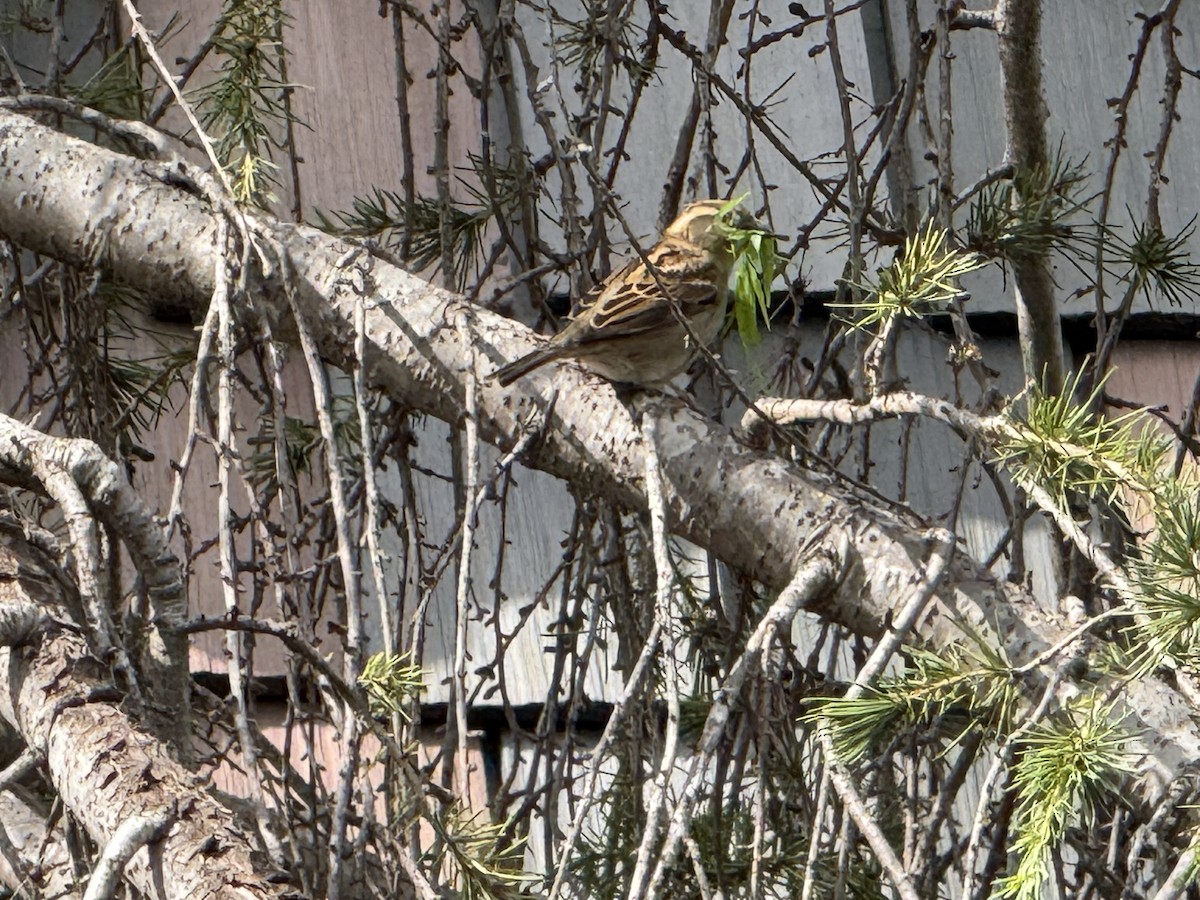 House Sparrow - ML644112838
