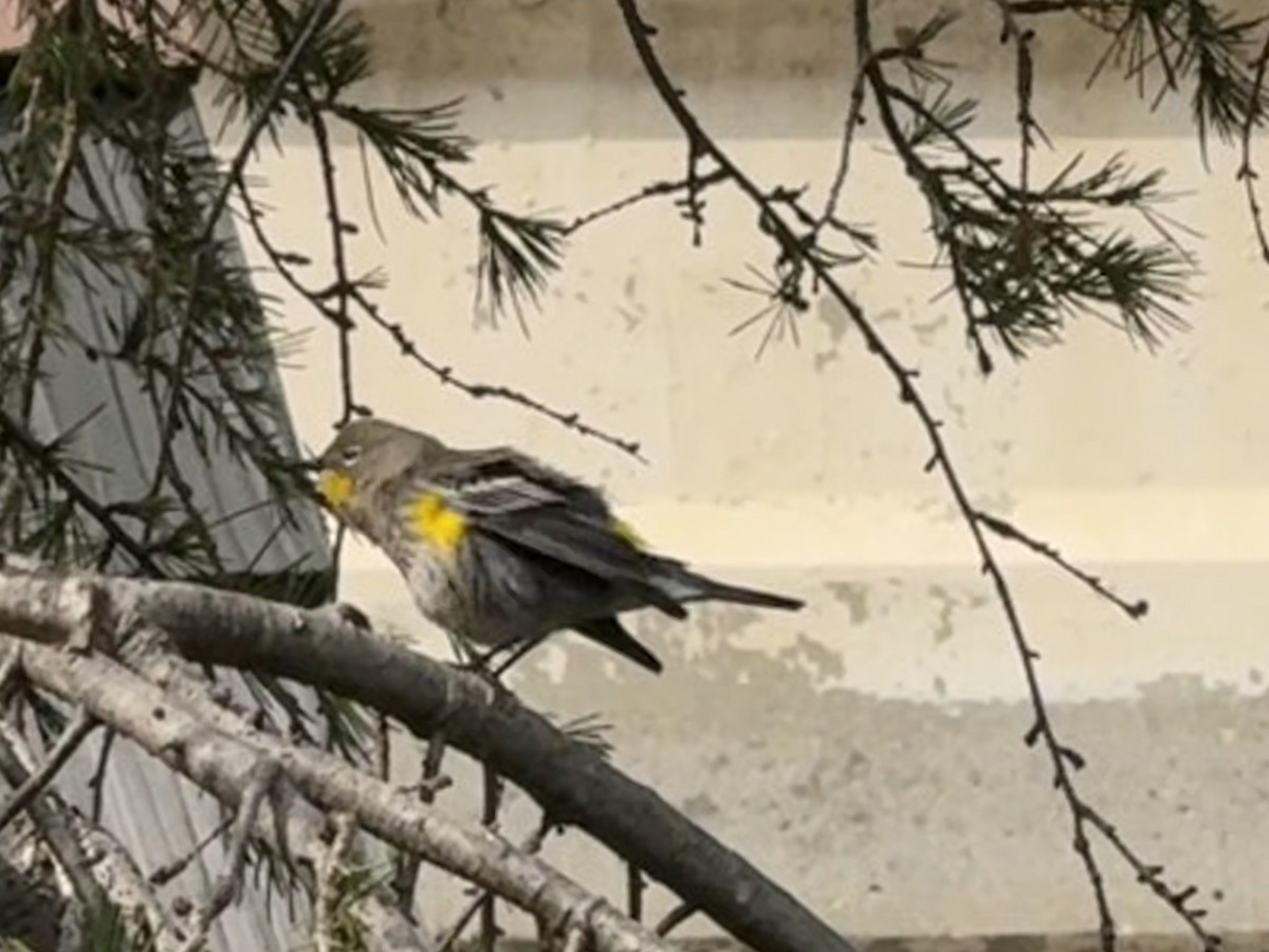 Yellow-rumped Warbler - ML644112844