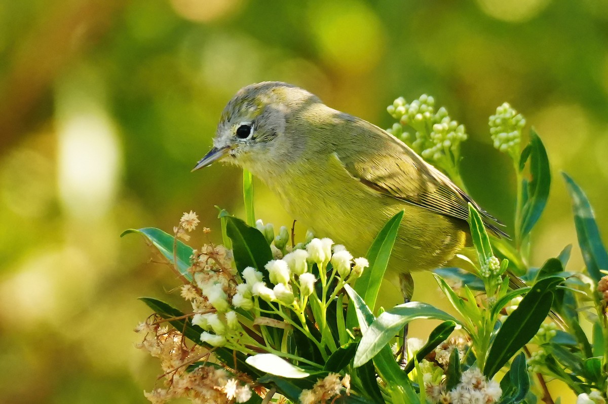 Orange-crowned Warbler - ML644112848