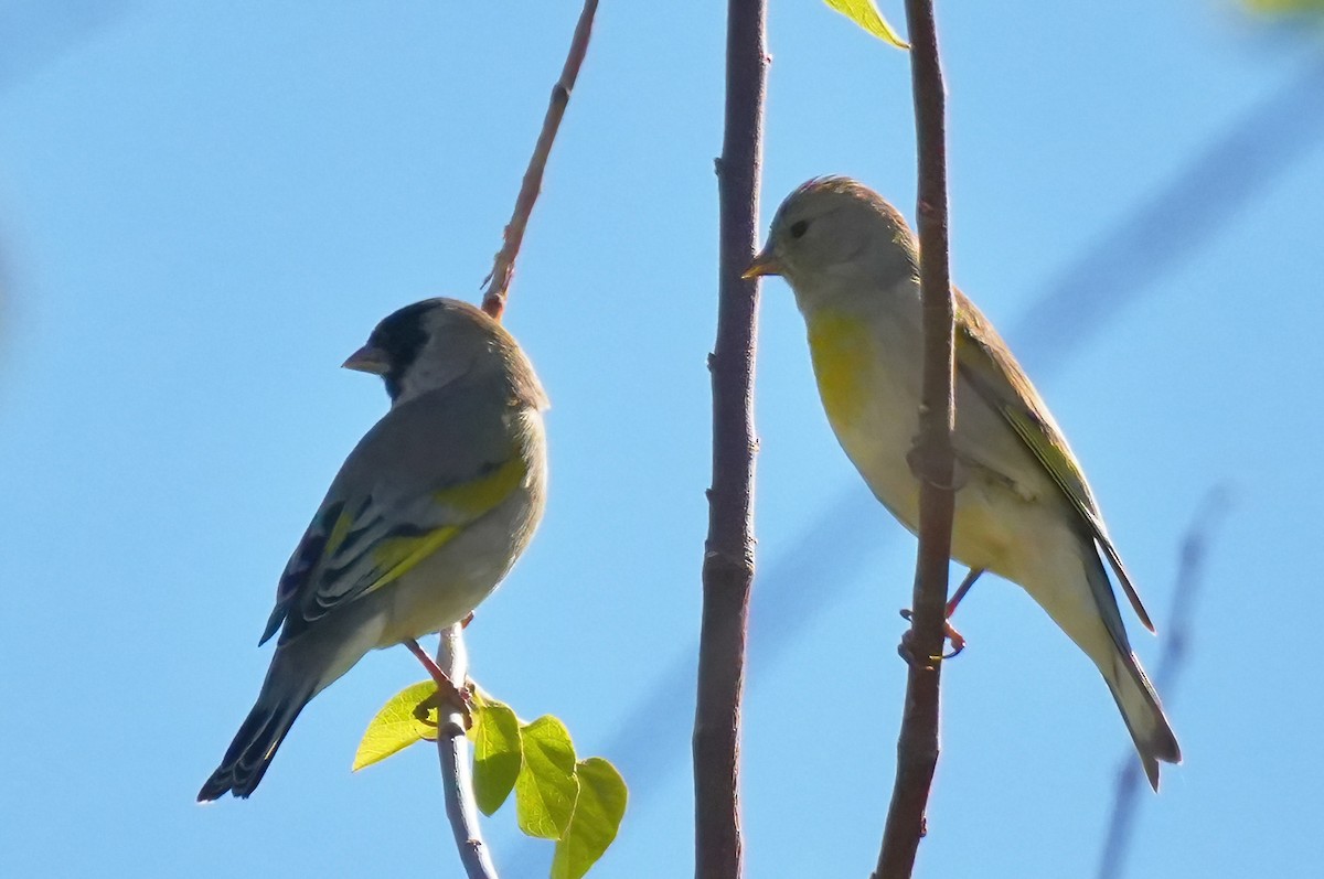 Lawrence's Goldfinch - ML644112855