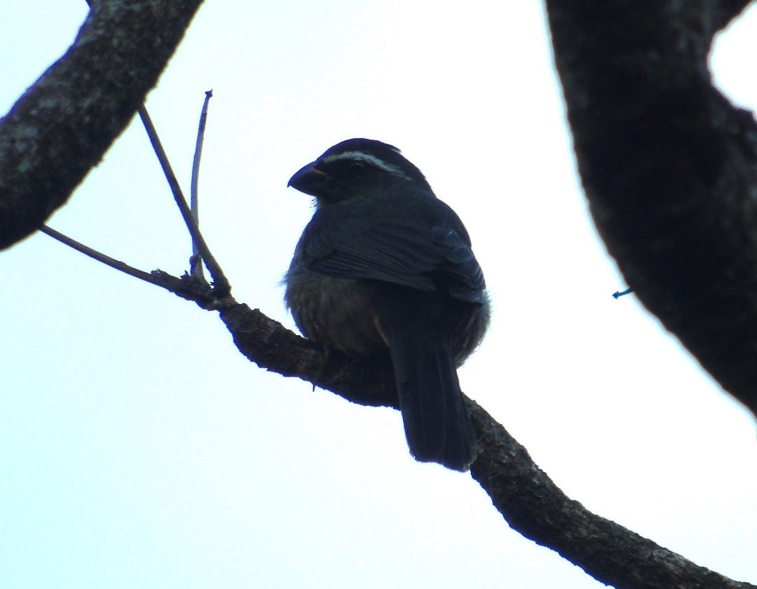 ハシブトイカル - ML644112858
