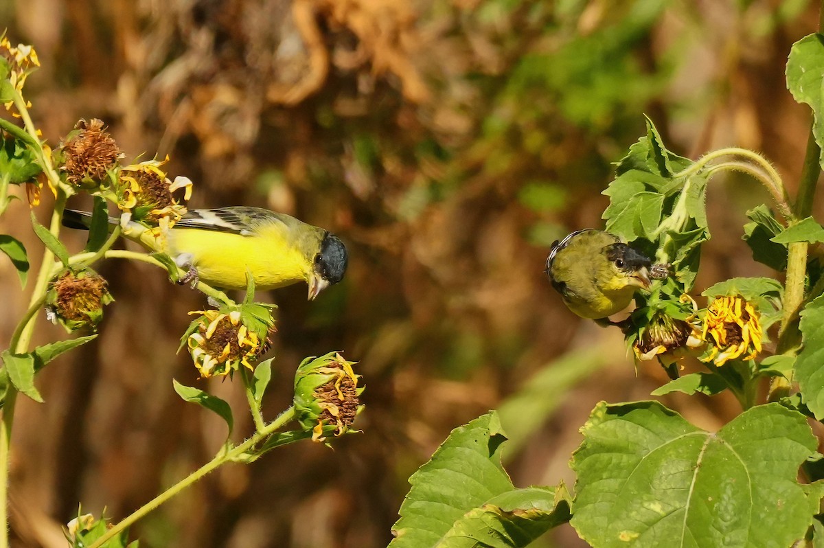 Lesser Goldfinch - ML644112861