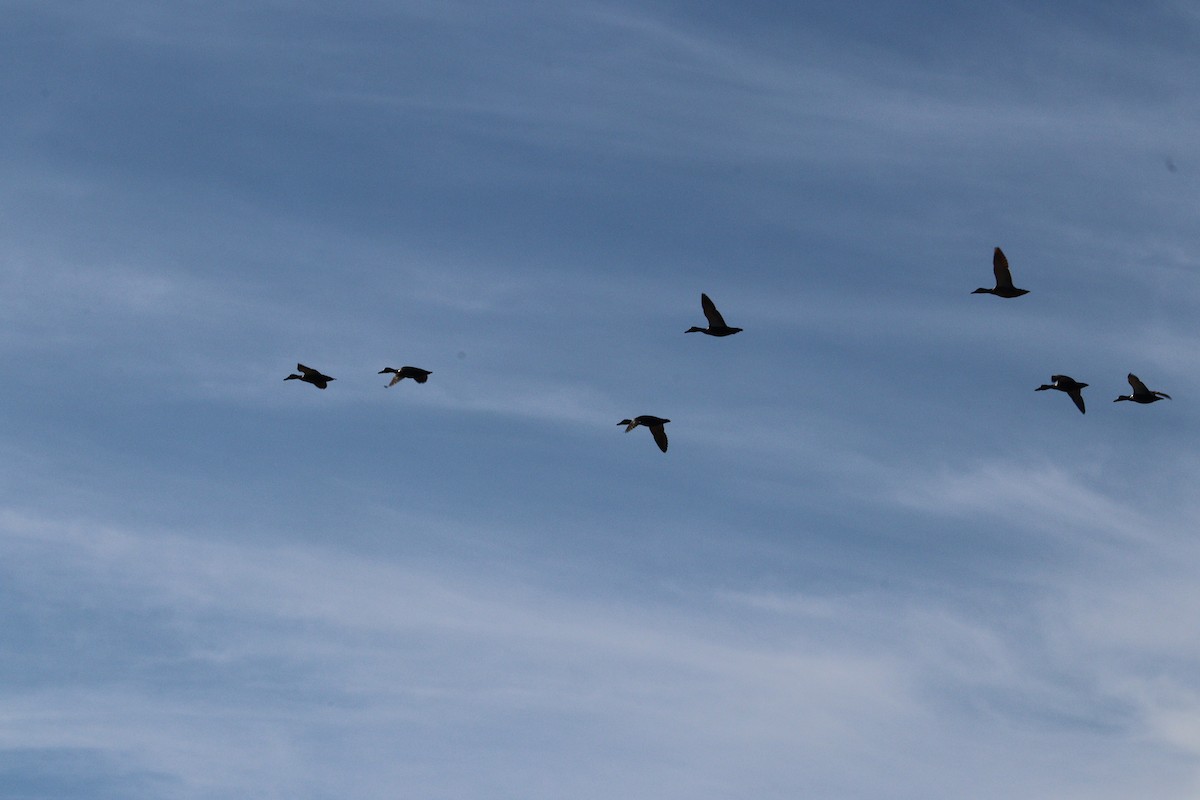 American Black Duck - ML644112864