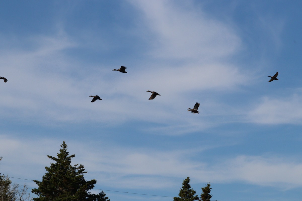 American Black Duck - ML644112865