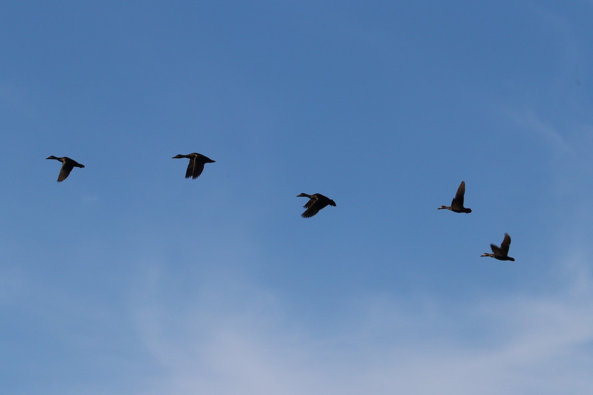 American Black Duck - ML644112866