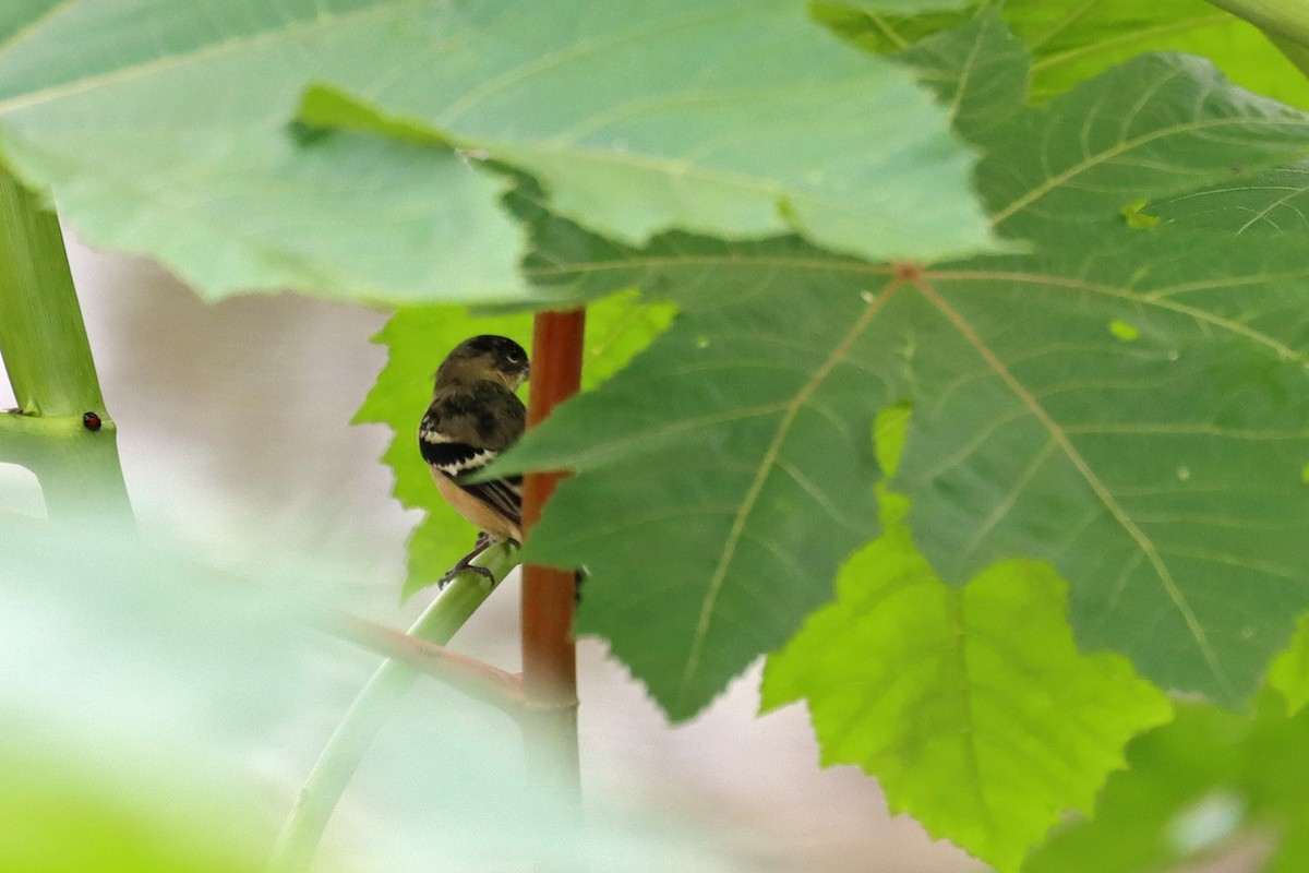 hvitkragefrøeter - ML644112873