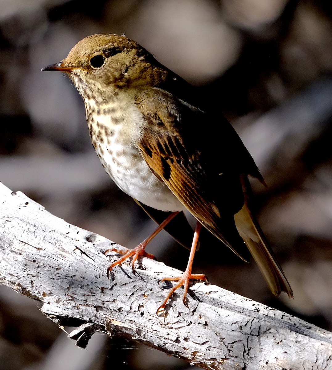 Hermit Thrush - ML644112880