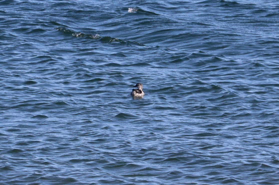 Black Guillemot - ML644112887