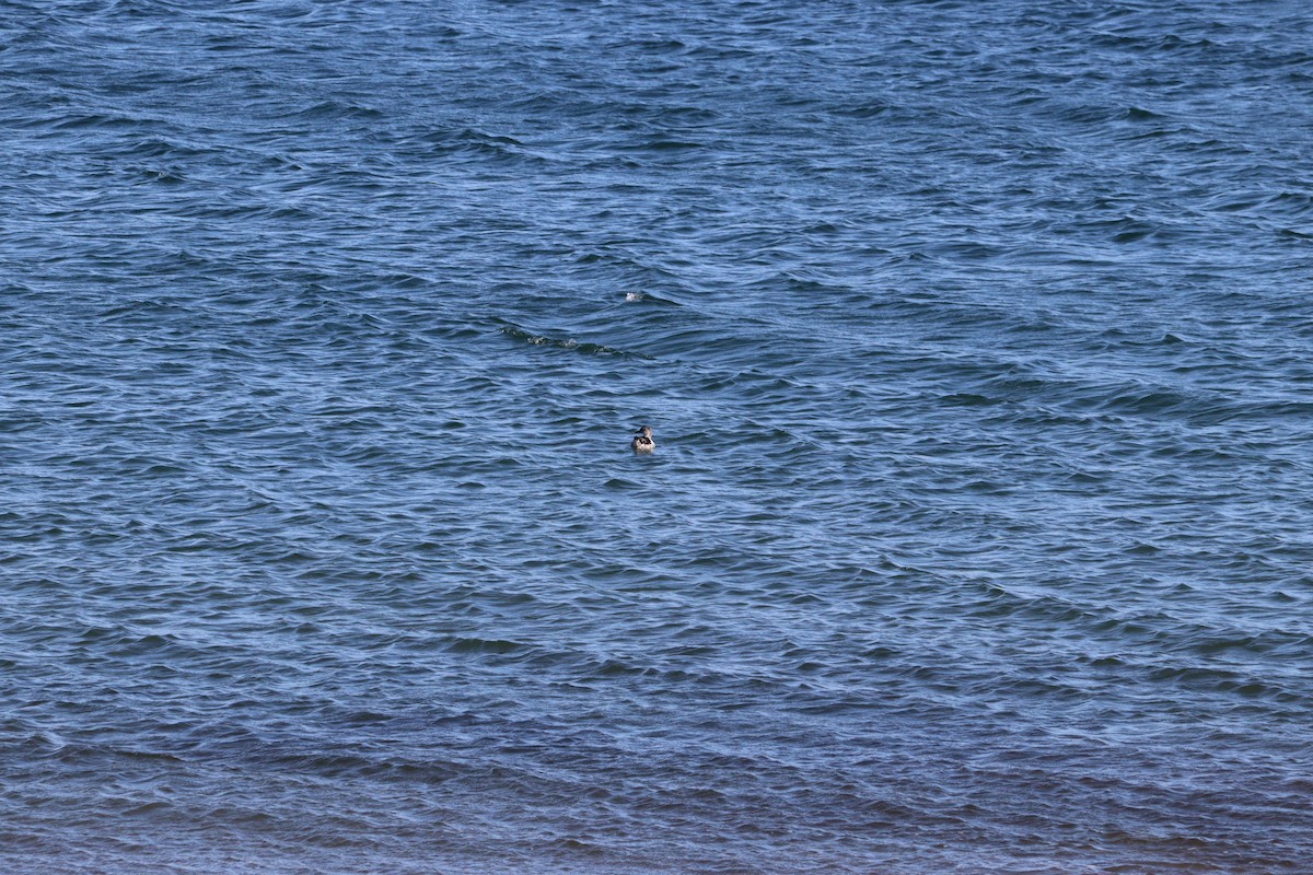 Black Guillemot - ML644112888
