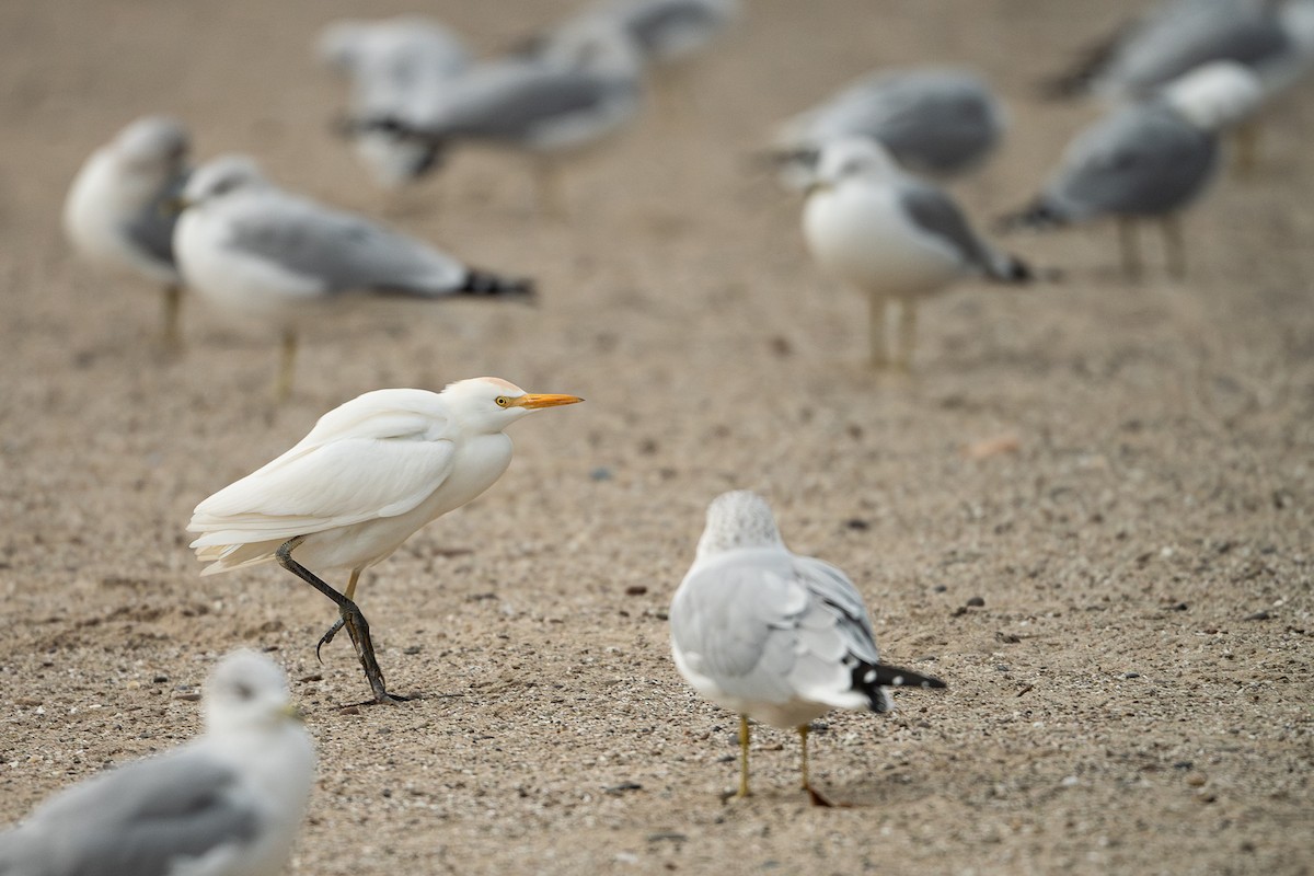 Western Cattle-Egret - Ryan Griffiths