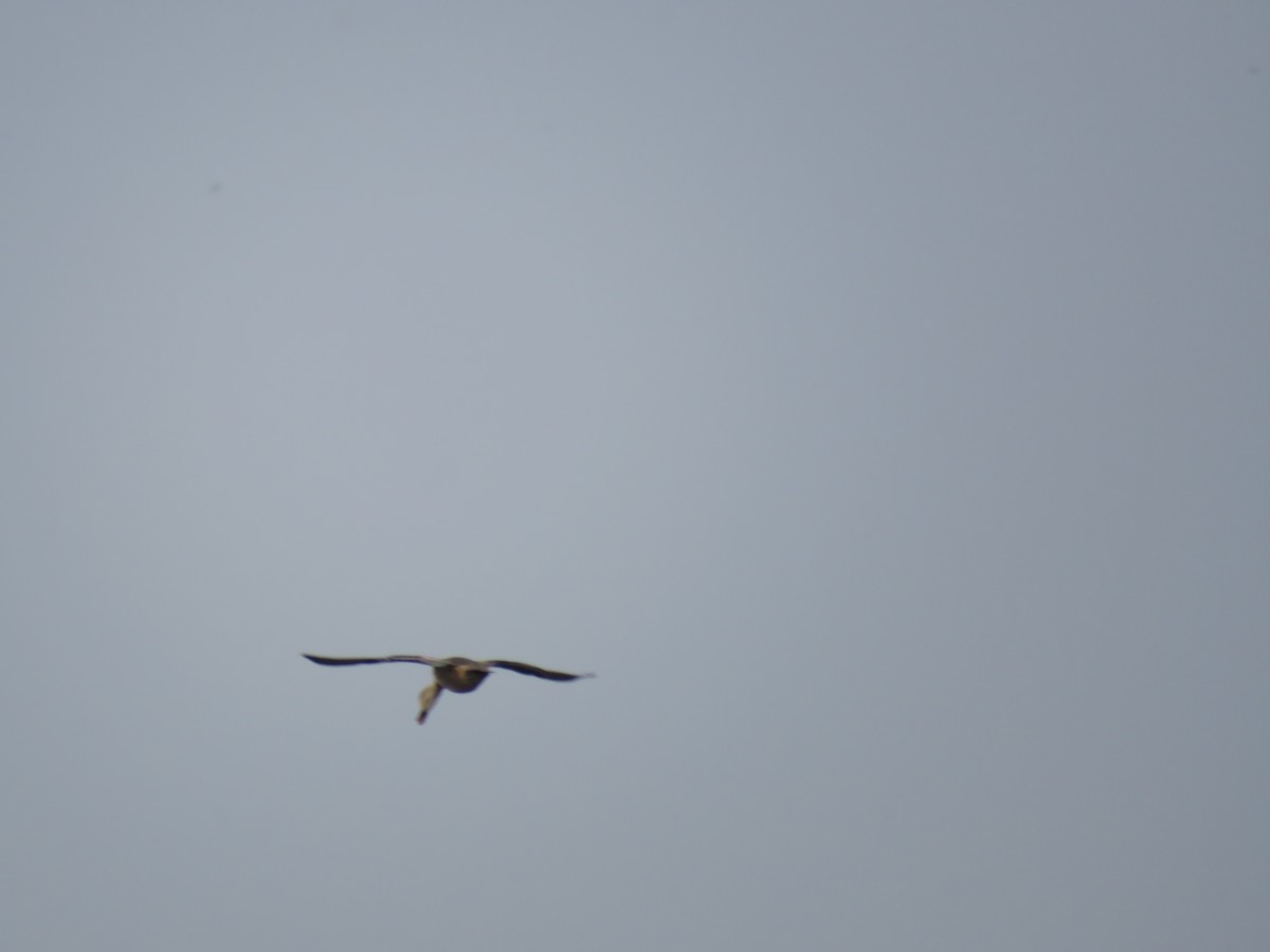 Dendrocygne à lunules - ML644112896