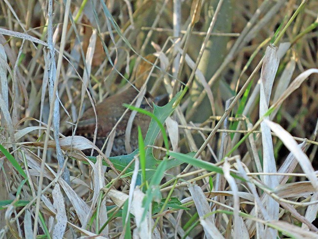 Troglodyte des forêts - ML644112897