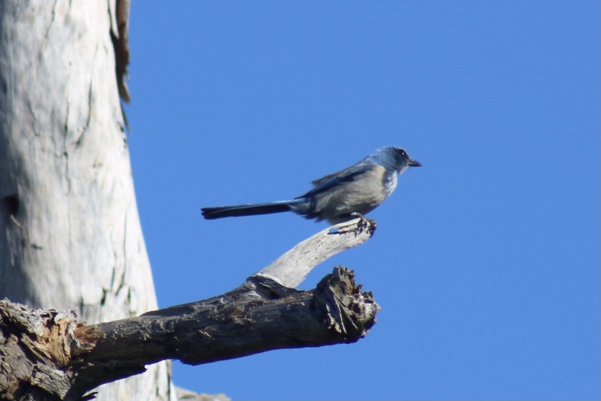 Florida Scrub-Jay - ML644112899