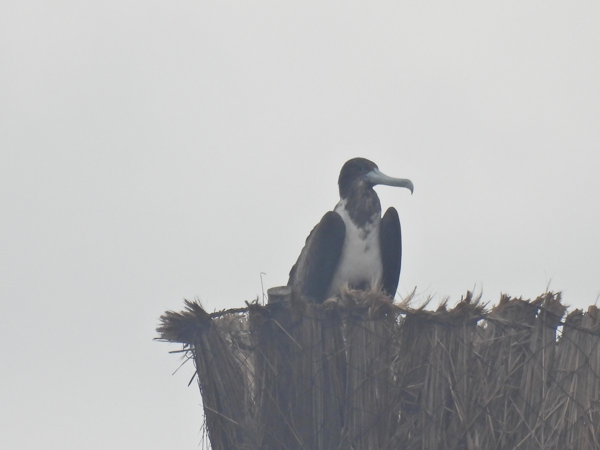 Magnificent Frigatebird - ML644112905