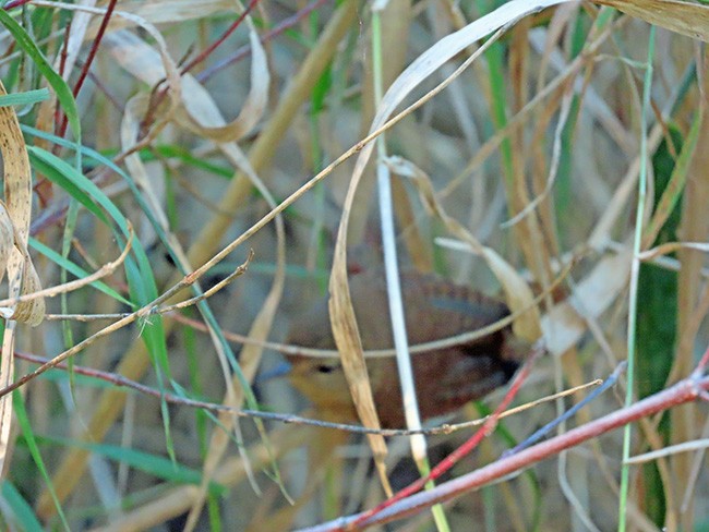 Troglodyte des forêts - ML644112906