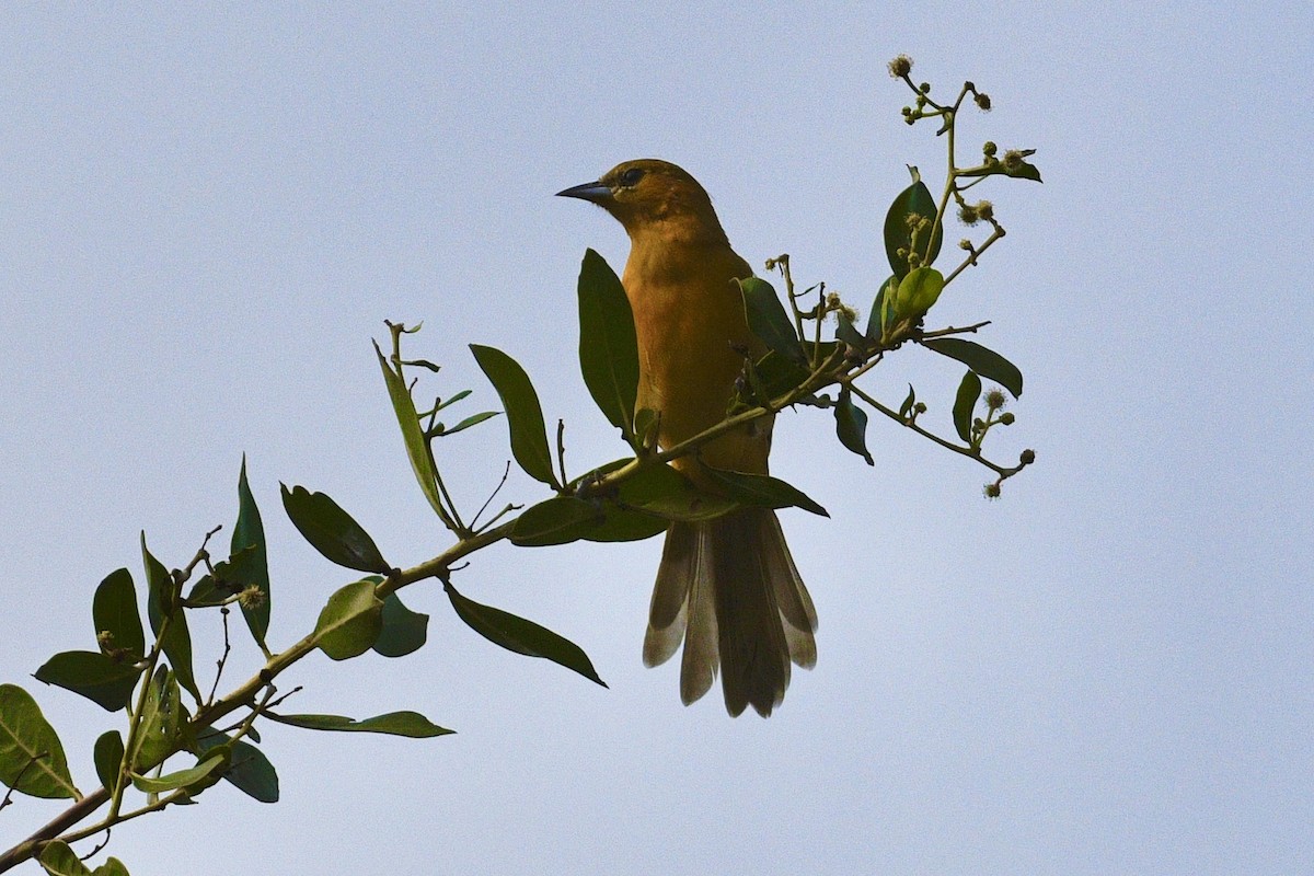 Hooded Oriole - ML644112908