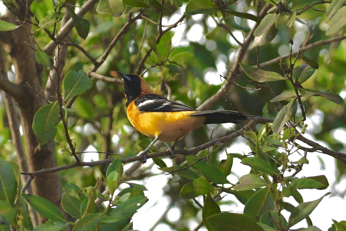 Hooded Oriole - ML644112909