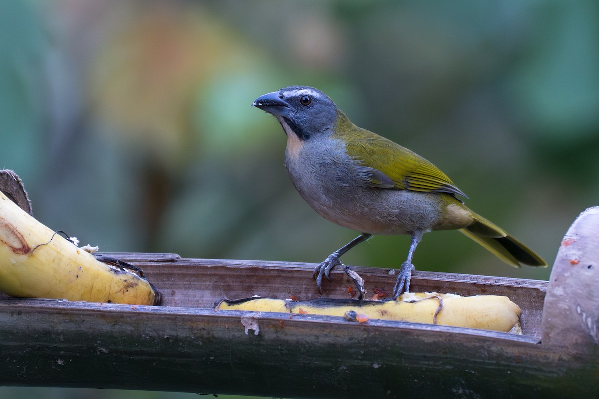 Buff-throated Saltator - ML644112928