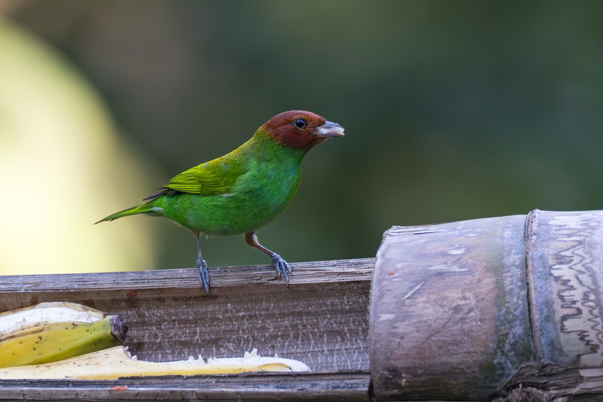 Bay-headed Tanager (Bay-and-green) - ML644112939