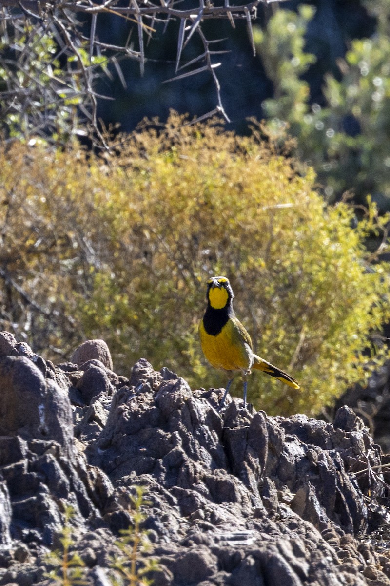 Gonolek bacbakiri - ML644112940