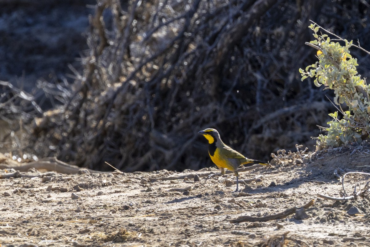 Gonolek bacbakiri - ML644112941