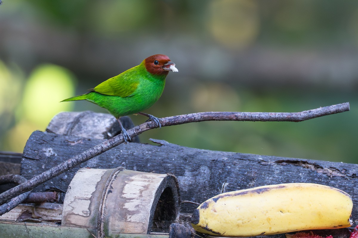 Bay-headed Tanager (Bay-and-green) - ML644112942