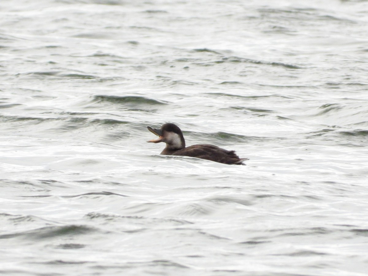 Black Scoter - ML644112943