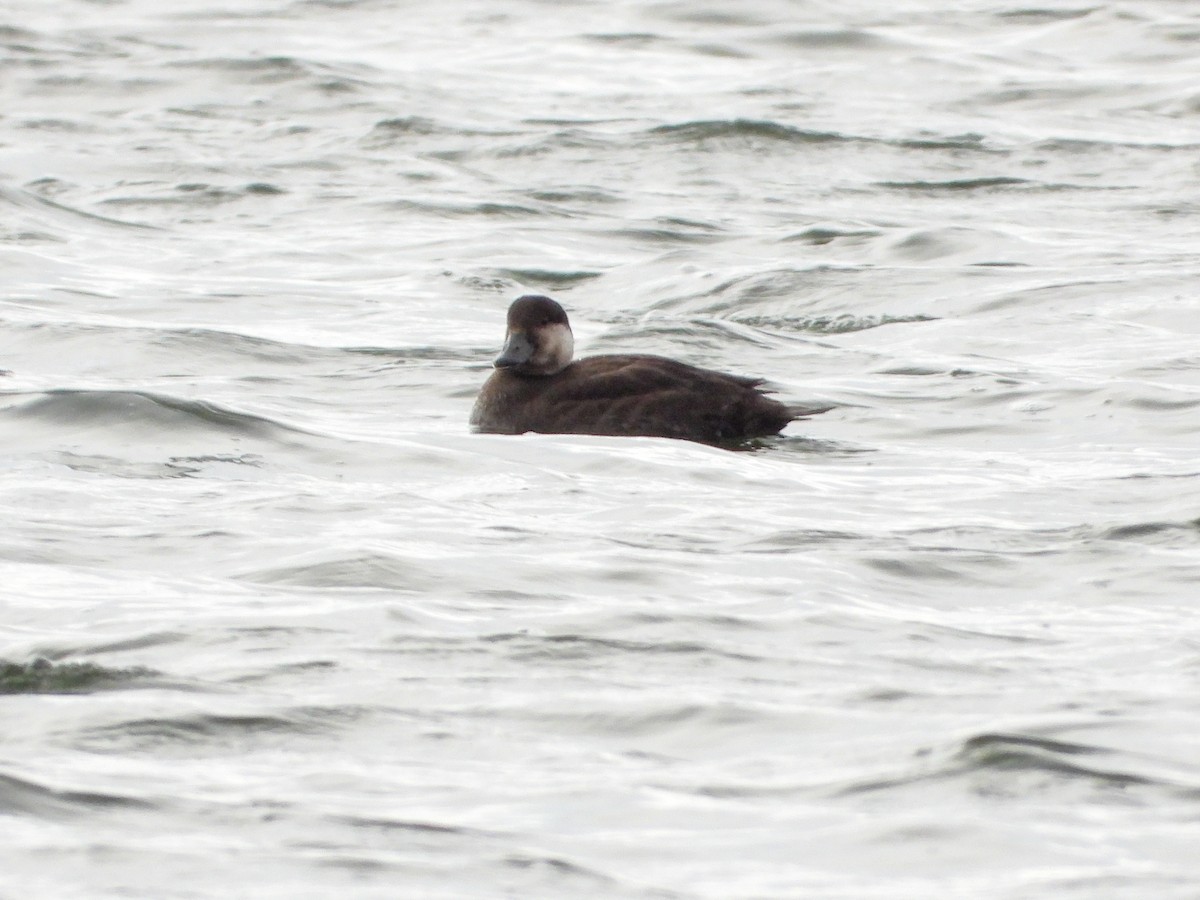 Black Scoter - ML644112944