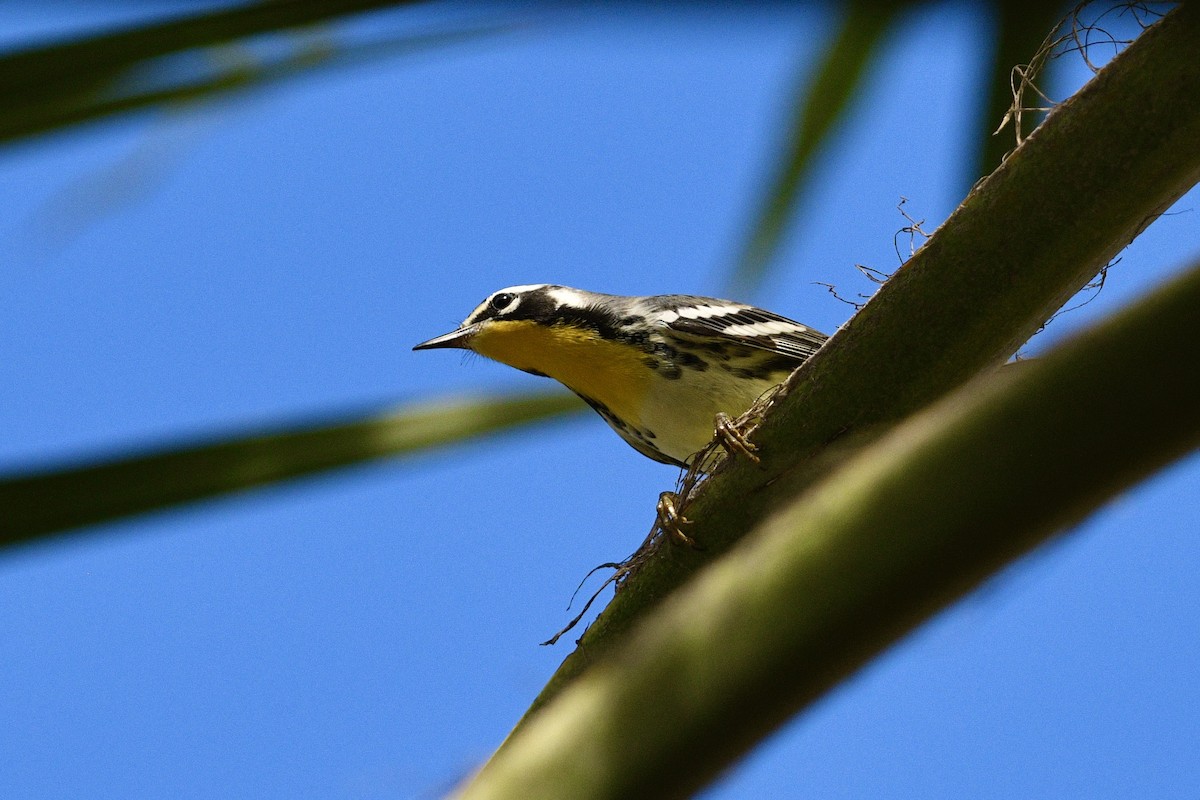 Paruline à gorge jaune - ML644112955