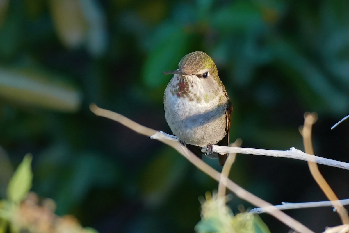 Anna's Hummingbird - ML644112961