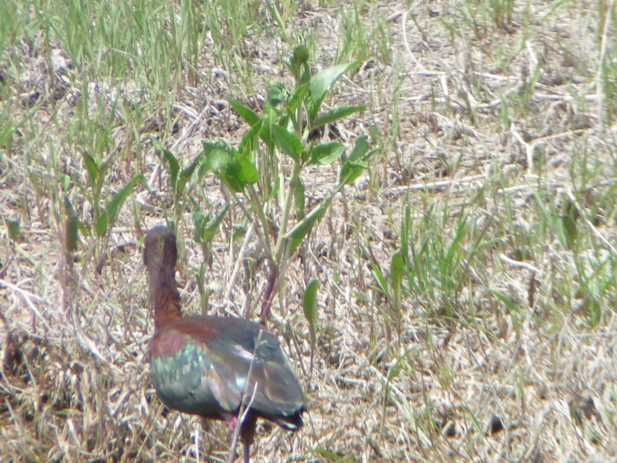 White-faced Ibis - ML644112980